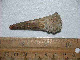 Spinosaurus Dinosaur Fossil Tooth 2 Inch H59