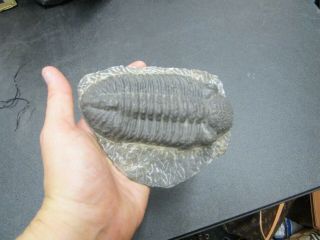 Large Fossil Trilobite In Matrix Estate Find Rare