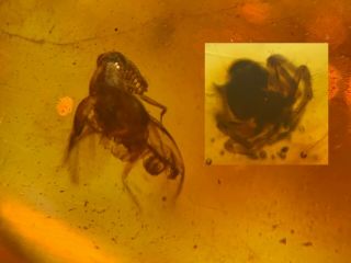 Rhipiphoridae Beetle&spider Burmite Myanmar Amber Insect Fossil Dinosaur Age