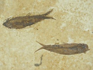 Two Small 50 Million Year Old Restored Knightia Fish Fossils Wyoming 124gr E