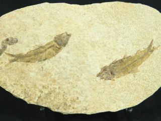 Two Small 50 Million Year Old Restored Knightia Fish Fossils Wyoming 147gr E
