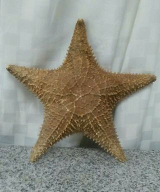 Giant 12 Inch Real Dried Starfish