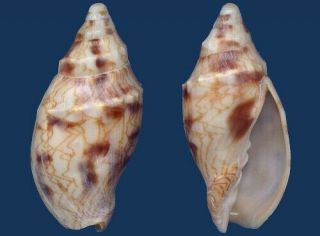 Shell Voluta Macaensis Seashell