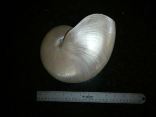 Large Polished Nautilus Shell