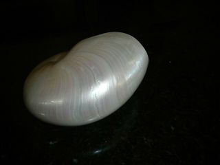 large Polished Nautilus Shell 2