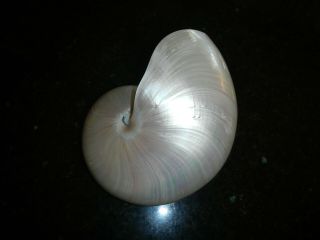 large Polished Nautilus Shell 3