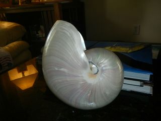 large Polished Nautilus Shell 5