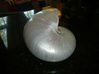 large Polished Nautilus Shell 6