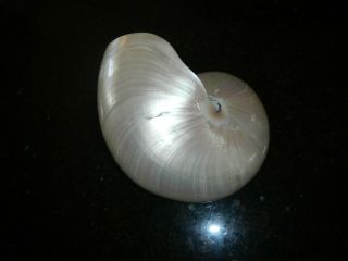 large Polished Nautilus Shell 7