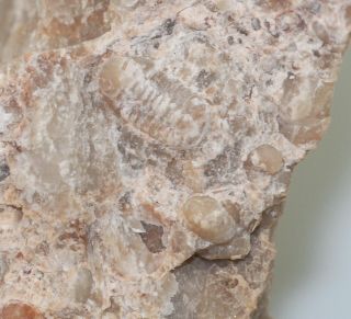 Rare Trilobite,  Isocolus Sjoegreni,  Ordovician,  Ashgill,  Dalarne,  Sweden - Eb6948