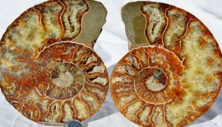 Cut Split Pair Ammonite Deep Crystal Cavity Xxlarge 4.  9 " Fossil 125mm 7679xx