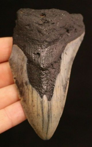 Megalodon Shark Tooth 3.  60 " Extinct Fossil Authentic Not Restored (acg2 - 43)