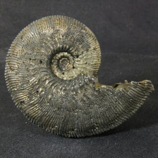 2.  4in/6.  2cm 47g Pyritized Ammonite Kosmoceras Jurassic Callovian Russian Fossil