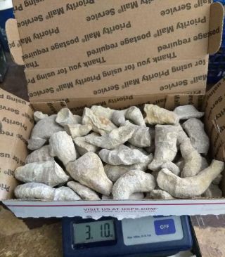 Petrified Fossil Horn Coral Specimens From Unknown Location (s) 3 Lb Box