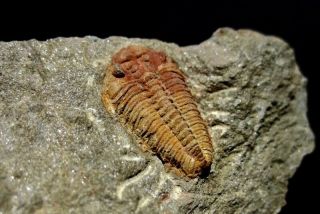 Elusive Ormathops Clariondi Trilobite From Morocco