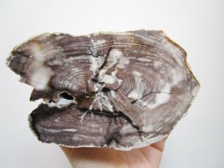 Opalised Wood Round,  Oligocene,  Springsure,  Queensland,  Australia