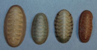 Chiton Textilis 34 - 46mm Rare Specimens West Cape Coast,  South Africa