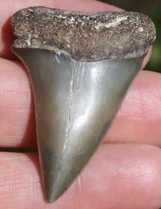 Mako Shark Tooth Isurus Hastalis St Johns River Florida Fossil Pleistocene