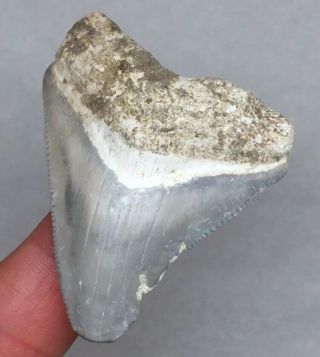 Bone Valley Megalodon Fossil Sharks Tooth Shark Teeth Gem Jaws Meg Rock