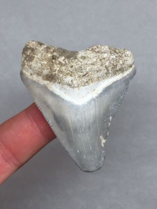 Bone Valley Megalodon Fossil Sharks Tooth Shark Teeth Gem Jaws Meg Rock 2