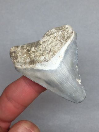Bone Valley Megalodon Fossil Sharks Tooth Shark Teeth Gem Jaws Meg Rock 3