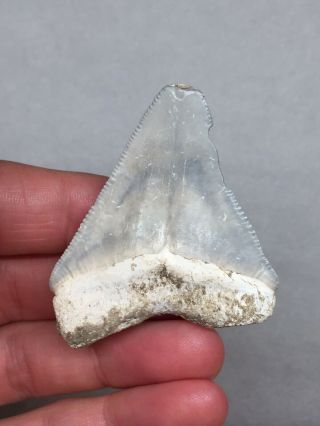 Bone Valley Megalodon Fossil Sharks Tooth Shark Teeth Gem Jaws Meg Rock 4