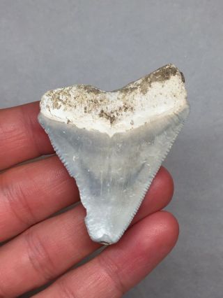 Bone Valley Megalodon Fossil Sharks Tooth Shark Teeth Gem Jaws Meg Rock 5