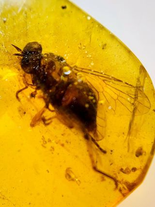 S112 - Diptera In Fossil Burmite Insect Amber Cretaceous Dinosaur Age