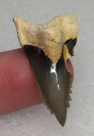 Bone Valley Hemi Shark Tooth Fossil Gem Sharks Teeth Megalodon Era