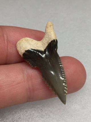 Bone Valley Hemi Shark Tooth Fossil Gem Sharks Teeth Megalodon Era 2