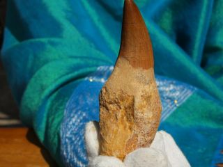 Large Authentic Mosasaur Dinosaur Tooth Fossil With Full Root Matrix 3.  2 " Inches