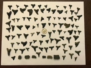 Approximately 100 Fossil Shark Teeth And Ray Teeth - Peace River