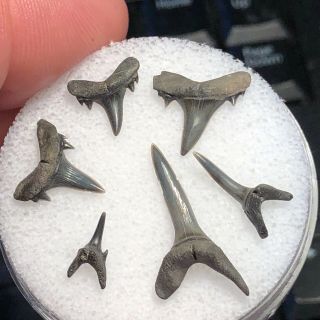 06 MC) 6 Eocene Fossil Shark teeth From Muddy Creek,  Virginia.  Nanjemoy FM 2