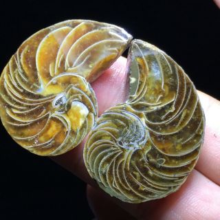 1pair Of Cut Split Pearly Nautilus Ammonite Fossil Specimen Shell Healing A8326