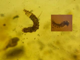 2 Unique Beetle Larvae Burmite Myanmar Burmese Amber Insect Fossil Dinosaur Age