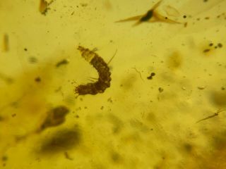 2 unique beetle larvae Burmite Myanmar Burmese Amber insect fossil dinosaur age 3