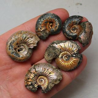 5x Quenstedtoceras 31 - 41mm Pyrite Ammonite Fossils Fossilien Russia Pendant