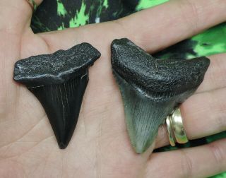 Fossil Sharks Teeth 2 Megalodon Mako No Restorations Fossil Sharks Tooth Teeth