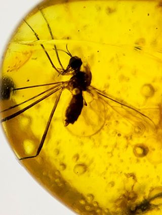 S90 - Diptera In Fossil Burmite Insect Amber Cretaceous Dinosaur Age