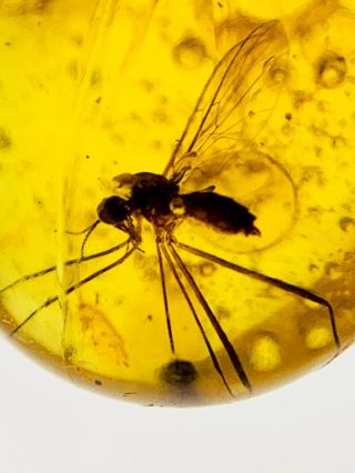 s90 - Diptera In Fossil Burmite Insect Amber Cretaceous Dinosaur Age 2