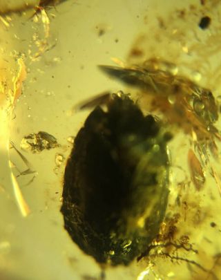 Uncommon Round Beetle Burmite Myanmar Burmese Amber Insect Fossil Dinosaur Age