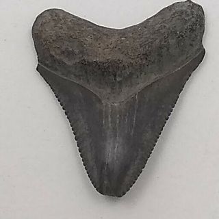 4 Fossilized Shark Teeth From The Peace River In A 3 - D Floating Frame Display 3