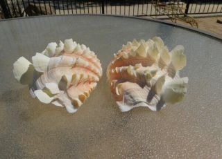 Tridacna Squamosa Apricot Pink Fluted Ruffled Clam Shell Matched Pair,  6 "
