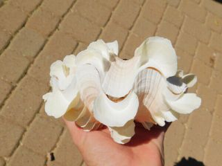 Tridacna Squamosa Apricot Pink Fluted Ruffled Clam Shell Matched Pair,  6 