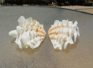 Tridacna Squamosa Golden Peach Fluted Ruffled Clam Shell Matched Pair,  5 - 1/2 "
