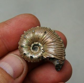 34mm Kosmoceras Sp.  Pyrite Ammonite Fossils Callovian Fossilien Russia