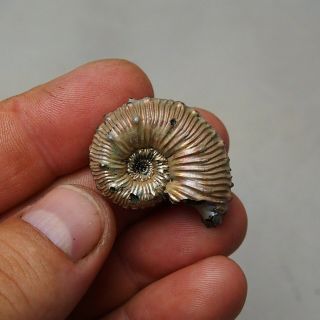 34mm Kosmoceras sp.  Pyrite Ammonite Fossils Callovian Fossilien Russia 2