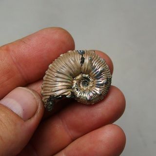 34mm Kosmoceras sp.  Pyrite Ammonite Fossils Callovian Fossilien Russia 3