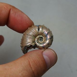 34mm Kosmoceras sp.  Pyrite Ammonite Fossils Callovian Fossilien Russia 4