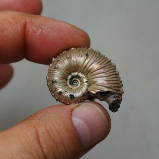 34mm Kosmoceras sp.  Pyrite Ammonite Fossils Callovian Fossilien Russia 5